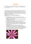 LA PASIFLORA .Passiflora incarnata L. Cat.= Passiflora