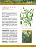 Achicoria amarga Cichorium intybus L.
