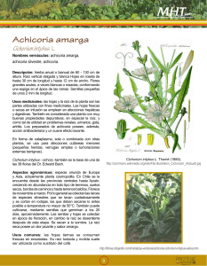 Achicoria amarga Cichorium intybus L.