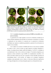 104 Figura V.8: Plantas de Arabidopsis tratadas con 100 µM (A) y