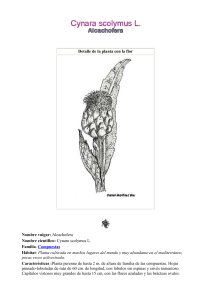 Detalle de la planta con la flor Nombre vulgar: Alcachofera - RAP-AL