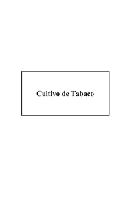 Cultivo de Tabaco - BibliotecaDeaMag