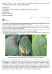 Informe sanitario IV maíz y soja INTA Pergamino