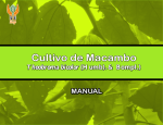 Manual Cultivo de Macambo - Salón del Cacao y Chocolate