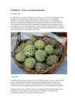 Chirimoya : Fruta con mucha demanda