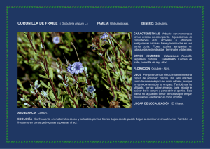 CORONILLA DE FRAILE ( Globularia alypum L.)
