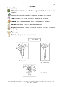 Caricaceae