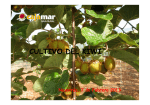 Cultivo del Kiwi. - Fundación Cajamar Comunidad Valenciana