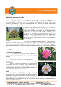 30 Camelia reticulata.cdr - Estación Fitopatolóxica do Areeiro