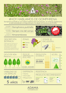 hoy hablamos de gomphrena