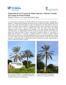 Spanish Weights of Palm Fruits.pub