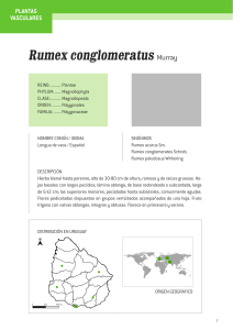 Rumex conglomeratus Murray