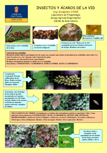 insectos y ácaros de la vid