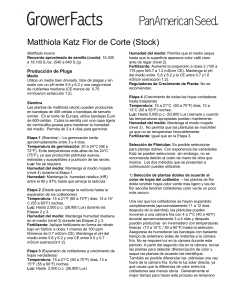 Matthiola Katz Flor de Corte (Stock)