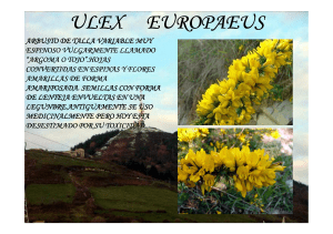ULEX EUROPAEUS