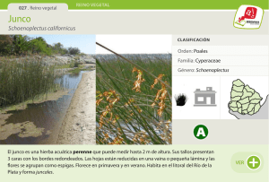 Schoenoplectus californicus