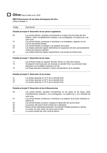 OlivoSanz-Cortés et al, 2002 BBCH