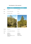 Pinus halepensis vs. Pinus canariensis