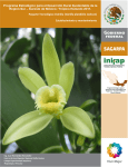 Paquete Tecnológico Vainilla (Vanilla planifolia Jackson