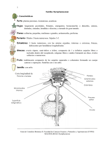 1 Porte: plantas perennes, rizomatosas, acuáticas. Hojas
