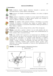 Apiaceae \(Umbelíferas\)