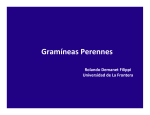 Gramíneas Perennes - Praderas y Pasturas