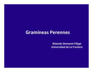 Gramíneas Perennes - Praderas y Pasturas