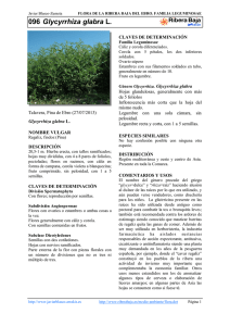 096.Glycyrrhiza glabra - Comarca Ribera Baja del Ebro