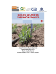 guía de cultivo de tarragón frances - Intranet