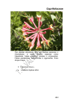 67 Caprifoliaceae