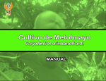 Cultivo de Metohuayo Cultivo de Metohuayo