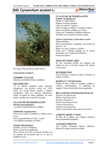042.Cynanchum acutum - Comarca Ribera Baja del Ebro