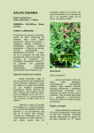 Salvia - Agaetespacioweb