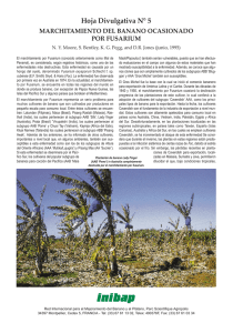Fusarium wilt of banana - Bioversity International