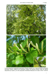 Lonicera japonica (madreselva japonesa). Arbusto trepador con