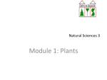 Plants - Colegio AYS