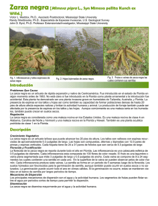 Zarza negra-Mimosa pigra - Atlas de Especies Invasoras de