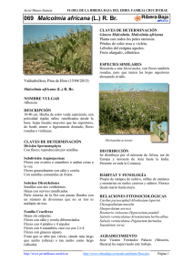 069.Malcolmia africana - Comarca Ribera Baja del Ebro