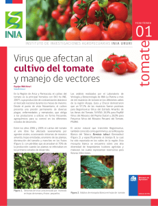 Virus que afectan al cultivo del tomate y manejo de vectores