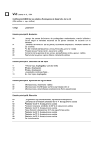 Vitis vinifera L. ssp. vinifera