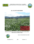 Manual Cultivo De Frijol 2004