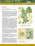 Ajenjo Artemisia absinthium L.
