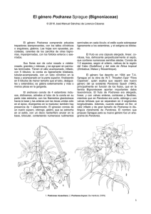 El género Podranea Sprague (Bignoniaceae)