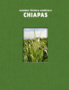 Chiapas - SER Mexicano