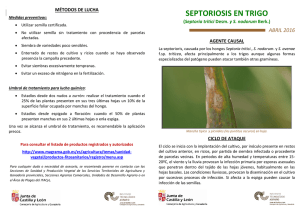 septoriosis en trigo - ASAJA Castilla y León