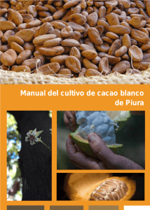 Manual del cultivo de cacao blanco de Piura