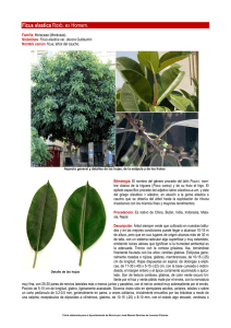 Ficus elastica Roxb. ex Hornem.