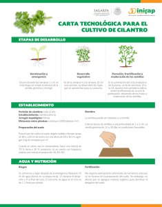 carta tecnológica para el cultivo de cilantro - inifap