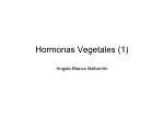clase_3_-hormonas_vegetales_1
