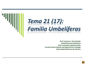 Familia Umbel&iacute;feras - Escuela T&eacute;cnica superior de Ingenier&iacute;a